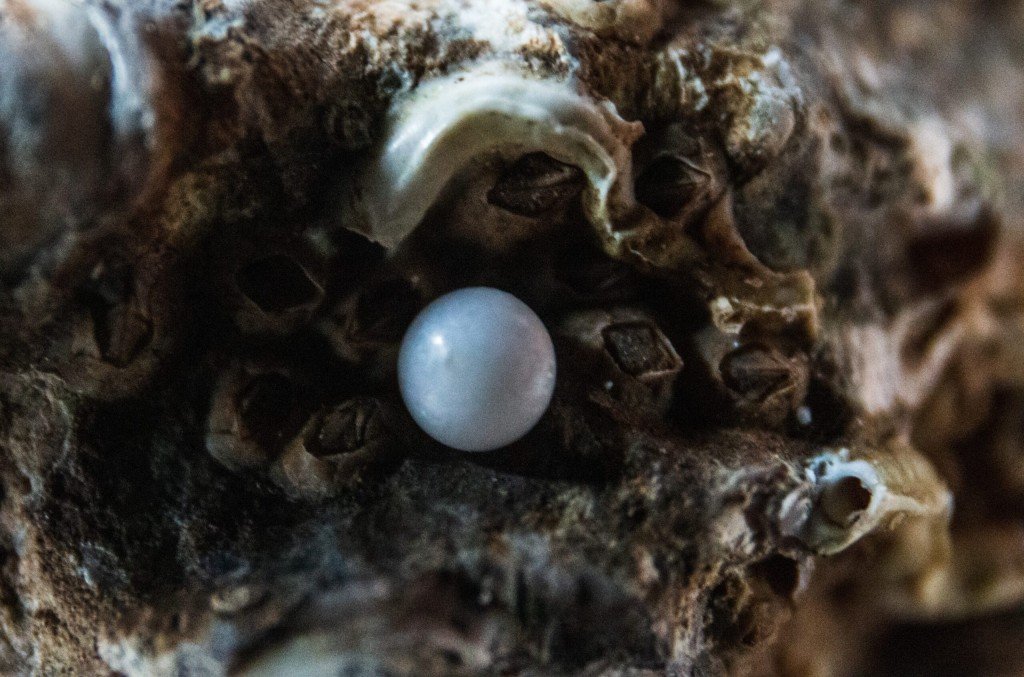 Nachhaltiger Schmuck verzichtet auf Perlen von hochgezüchteten Muscheln aus Megafarmen