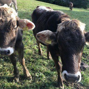 Gründe für vegane Mode: Tierschutz gegnüber Rindern