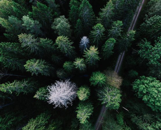 Wald aus der Vogelperspektive