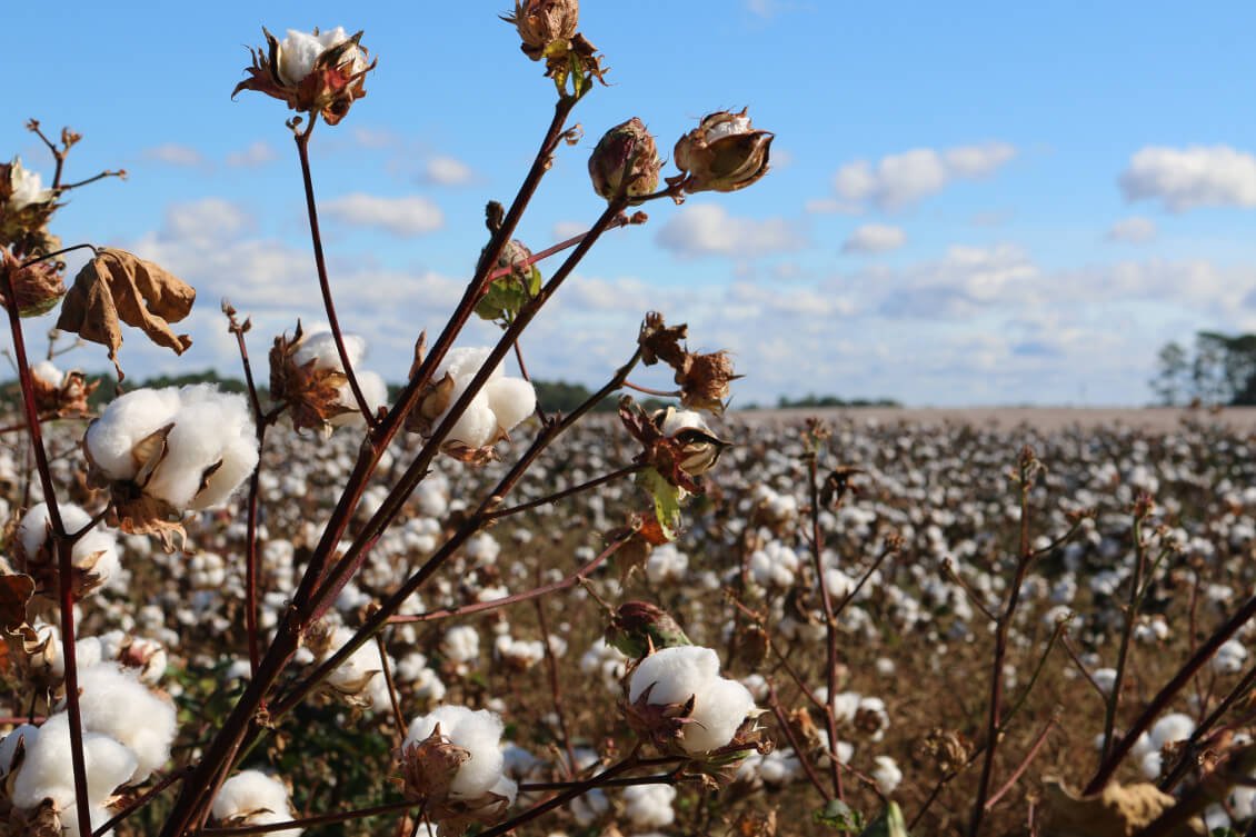 Foto eines Baumwollfeldes mit blauem Himmel